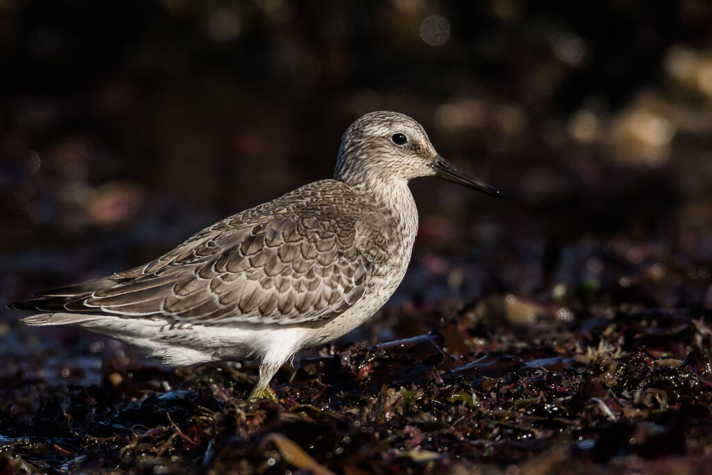 Red Knot