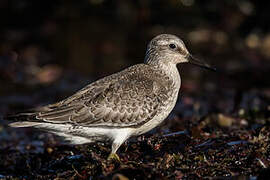 Red Knot