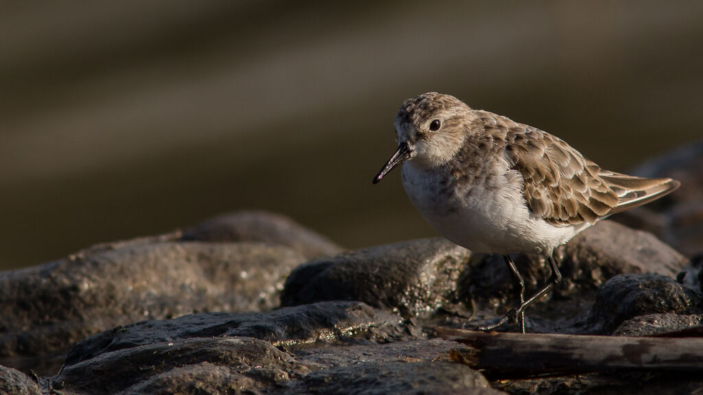 Little Stint