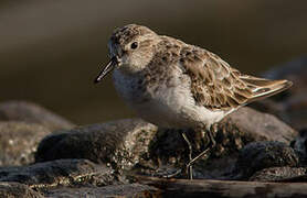 Little Stint