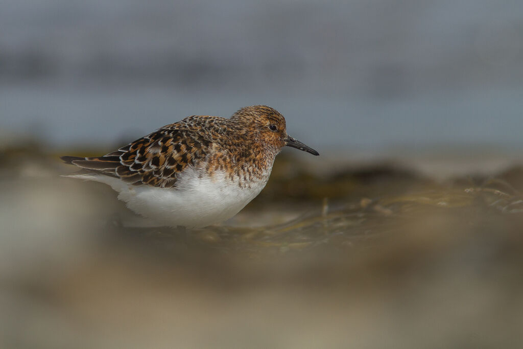 Sanderlingadult breeding