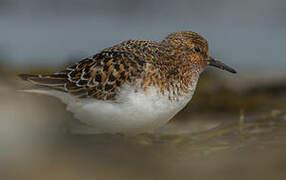 Bécasseau sanderling