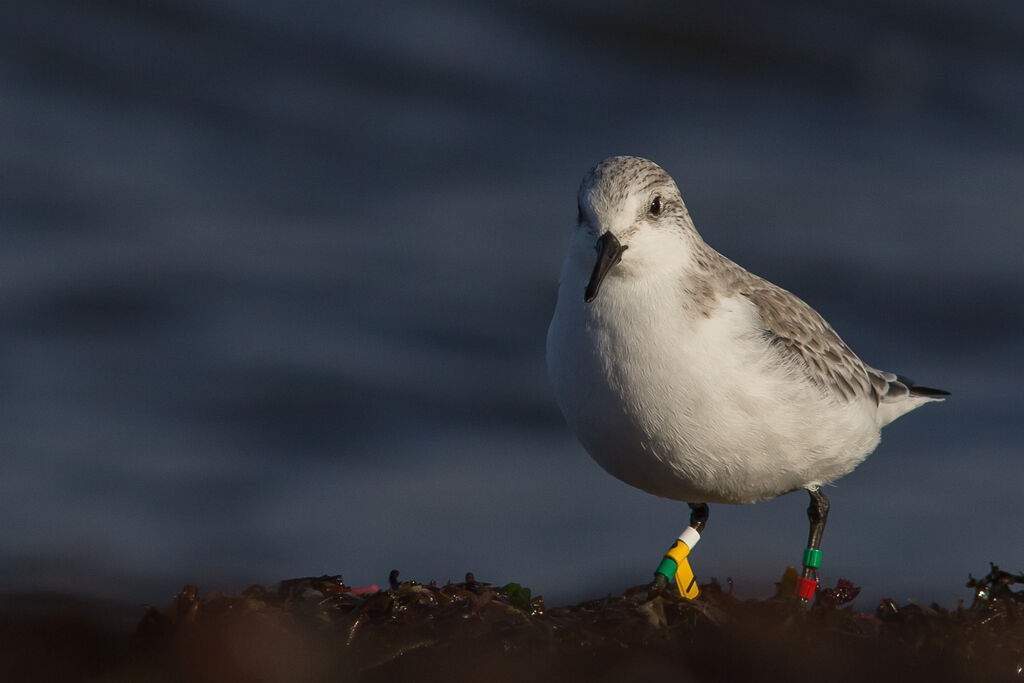 Sanderlingadult post breeding