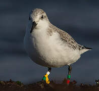 Bécasseau sanderling