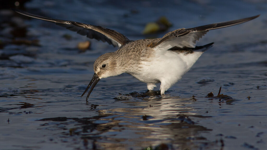 Bécasseau variable