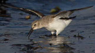 Dunlin