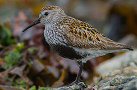 Bécasseau variable