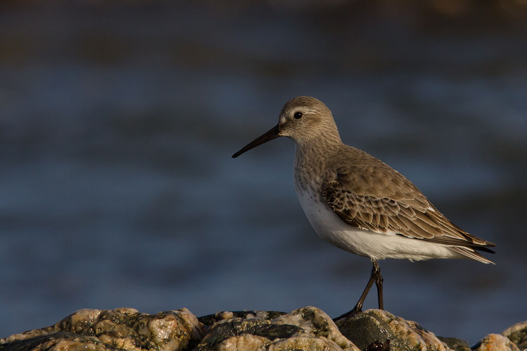 Bécasseau variable