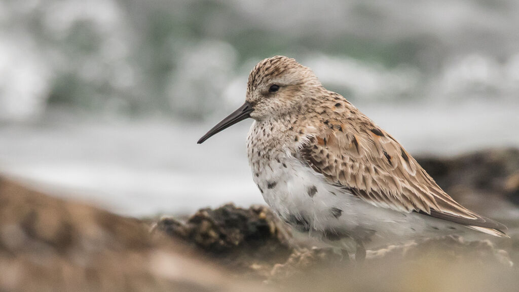 Dunlin