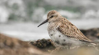 Dunlin