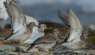 Purple Sandpiper