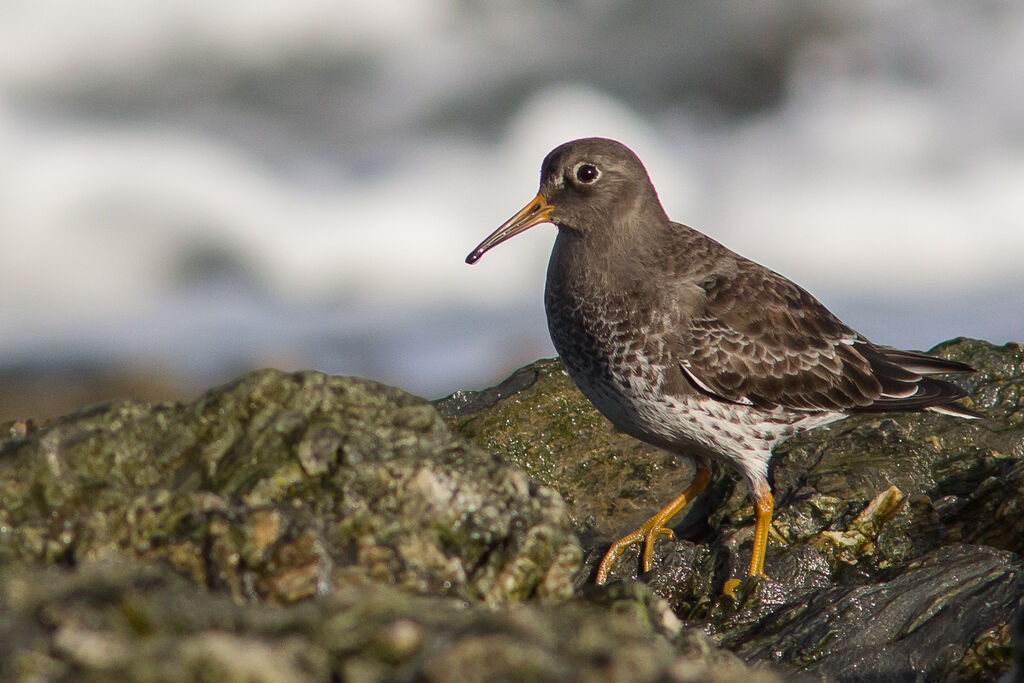 Purple Sandpiper