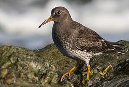 Purple Sandpiper