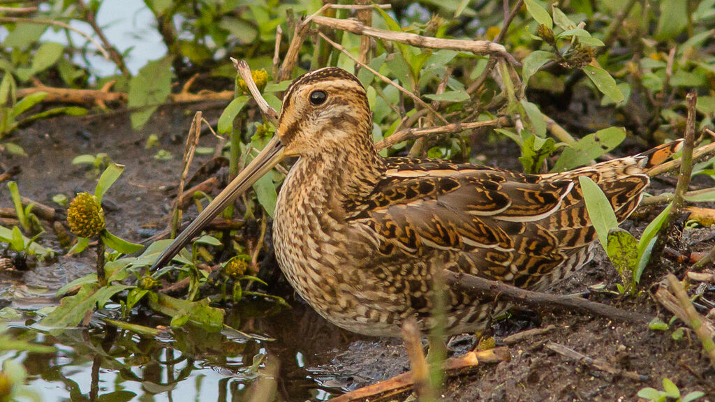 Common Snipe