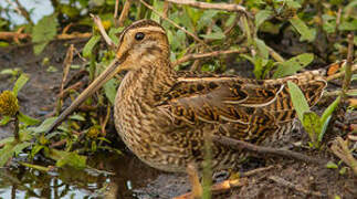 Common Snipe