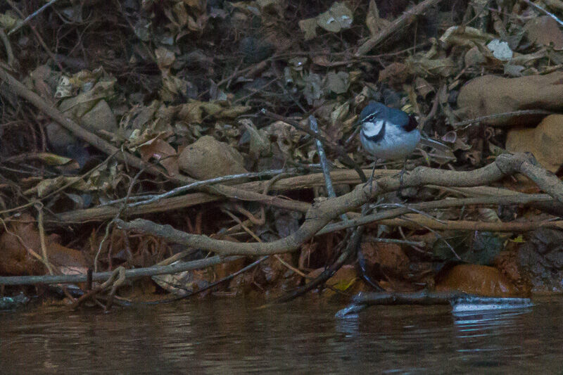 Mountain Wagtail