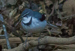 Mountain Wagtail