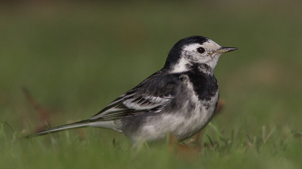 White Wagtail (yarrellii)