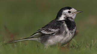 White Wagtail (yarrellii)