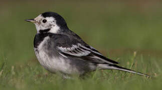 White Wagtail (yarrellii)