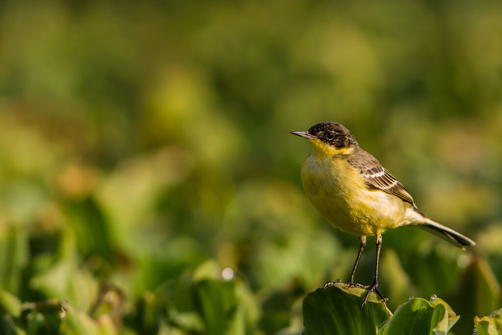 Western Yellow Wagtail (feldegg)