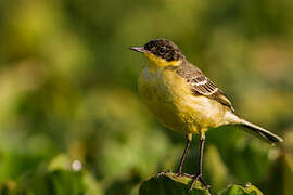 Western Yellow Wagtail (feldegg)