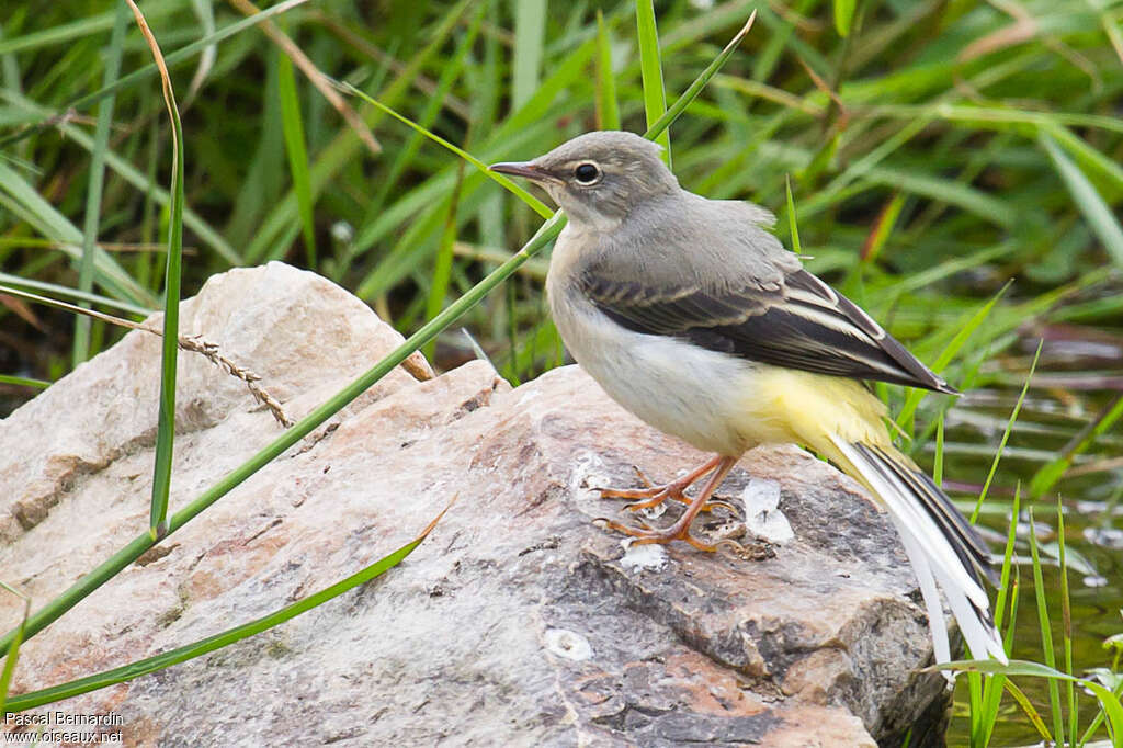 Bergeronnette des ruisseauxjuvénile, identification