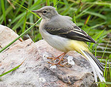 Grey Wagtail