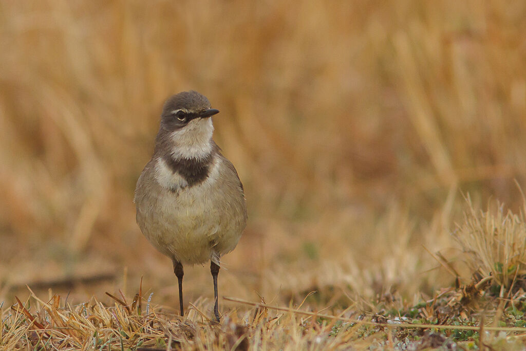 Cape Wagtail