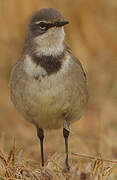 Cape Wagtail