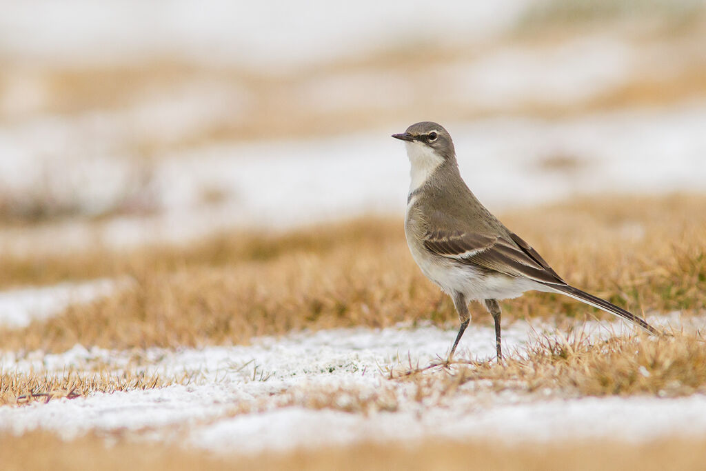 Cape Wagtail