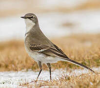 Cape Wagtail