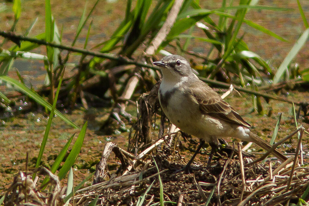 Cape Wagtail