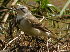 Cape Wagtail