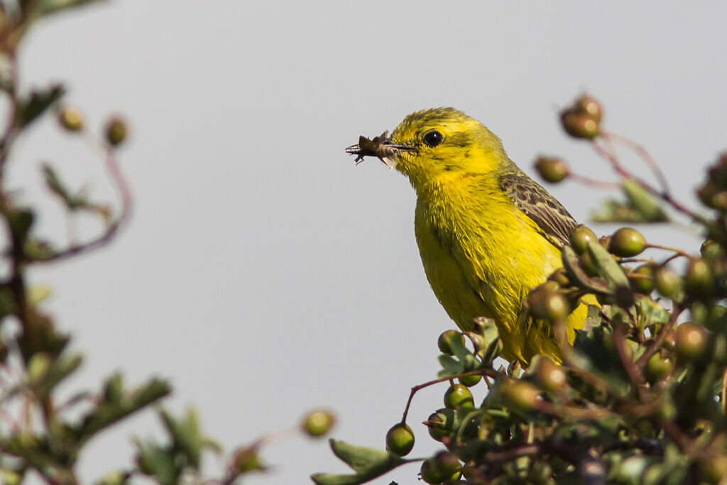 Western Yellow Wagtail (flavissima)adult