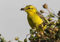 Western Yellow Wagtail (flavissima)