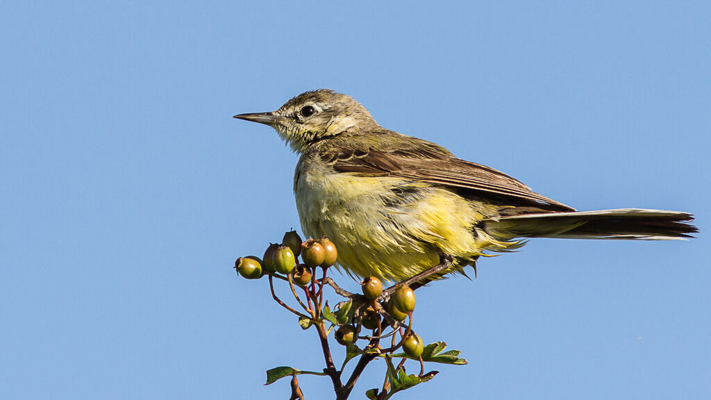 Western Yellow Wagtail (flavissima)juvenile