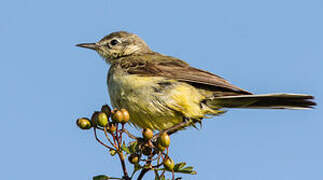 Western Yellow Wagtail (flavissima)