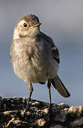 White Wagtail