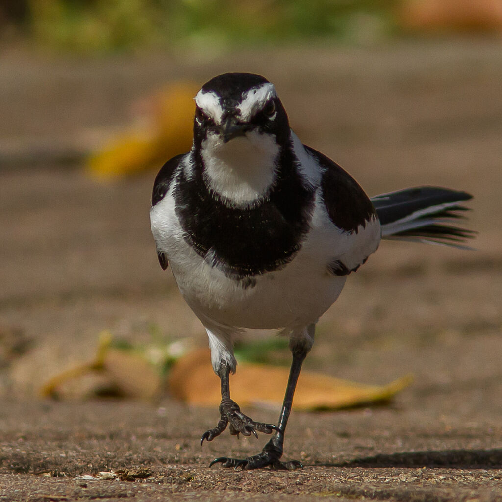 African Pied Wagtail