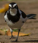 African Pied Wagtail