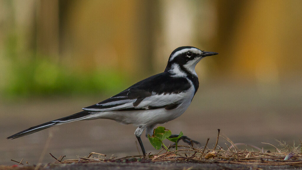 African Pied Wagtail