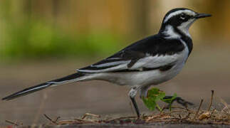 African Pied Wagtail