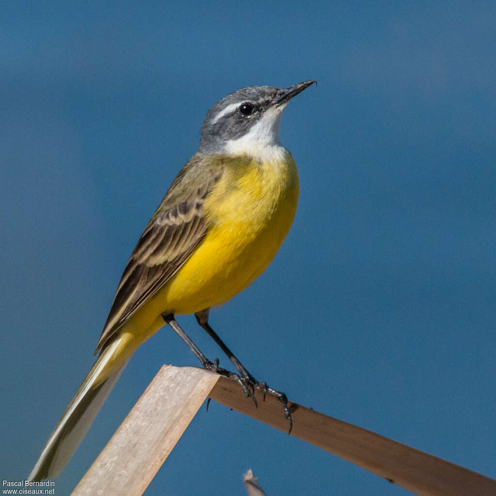 Western Yellow Wagtail male adult, identification