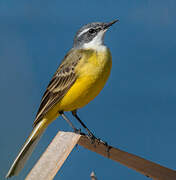 Western Yellow Wagtail