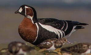 Red-breasted Goose