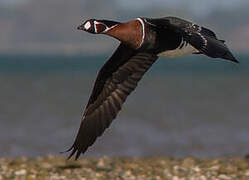 Red-breasted Goose