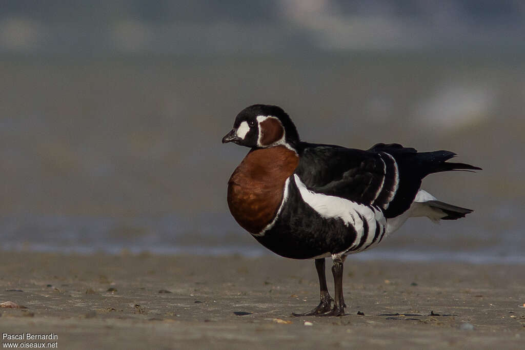 Red-breasted Goose male adult breeding, identification