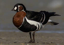 Red-breasted Goose