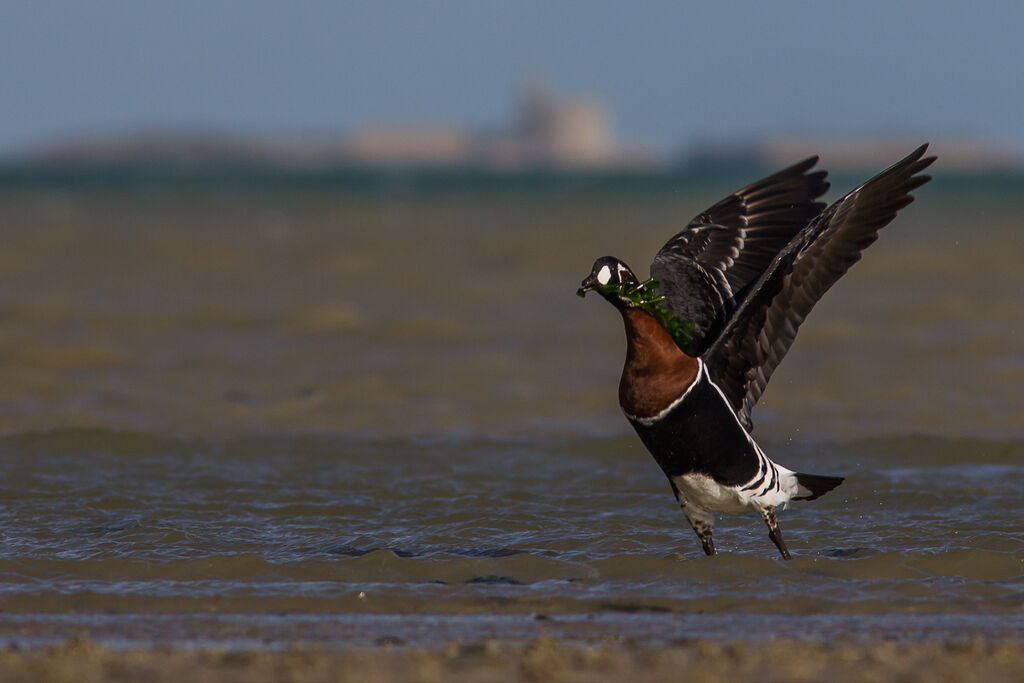 Red-breasted Goose